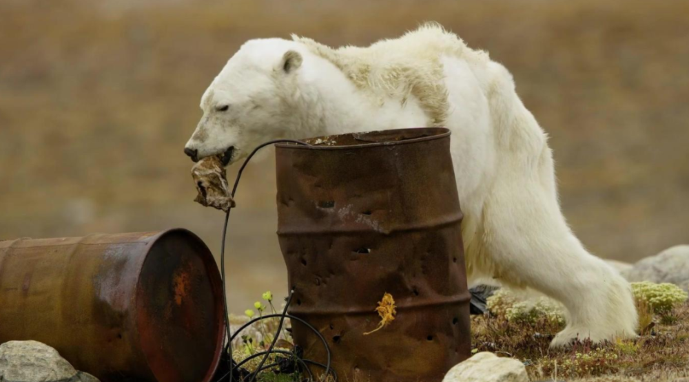 地球|450种蝴蝶命运被改写，地球巨变正悄悄发生，人类真的要警惕了