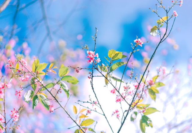 3月上旬 缘分未尽 月老相助 3大生肖爱情破镜重圆 苦尽甜来 腾讯新闻