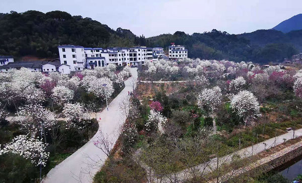 从化阿婆六茶花谷获国际杰出茶花园称号