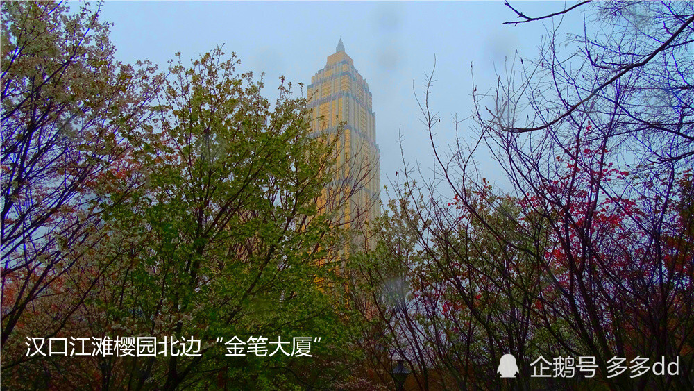 冒雨随拍武汉樱花绽放情景 腾讯新闻