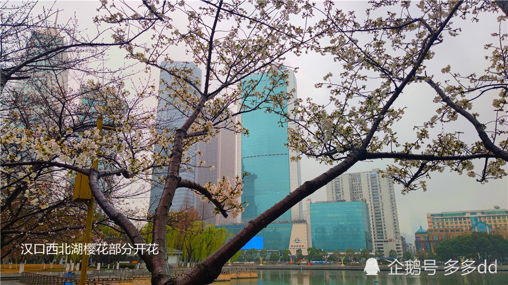 冒雨随拍武汉樱花绽放情景 腾讯新闻