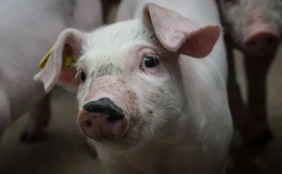 疫情|最新公布！四川、湖北各一起，警惕疫情抬头