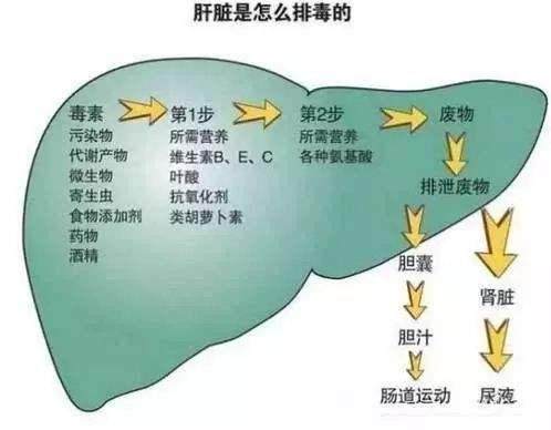 肝脏|想知道肝好不好？“竖中指”或会清楚，无论男女，不妨自测一下