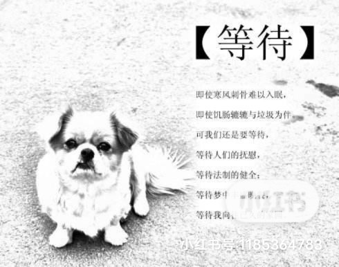 我是一条寂寞单身狗