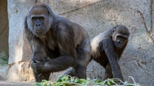 大猩猩|美国9只大猩猩接种新冠疫苗！全球首批非人类打新冠疫苗