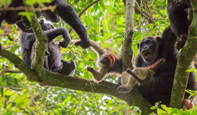 见过了黑猩猩吃猴子才知道灵长类有多凶残