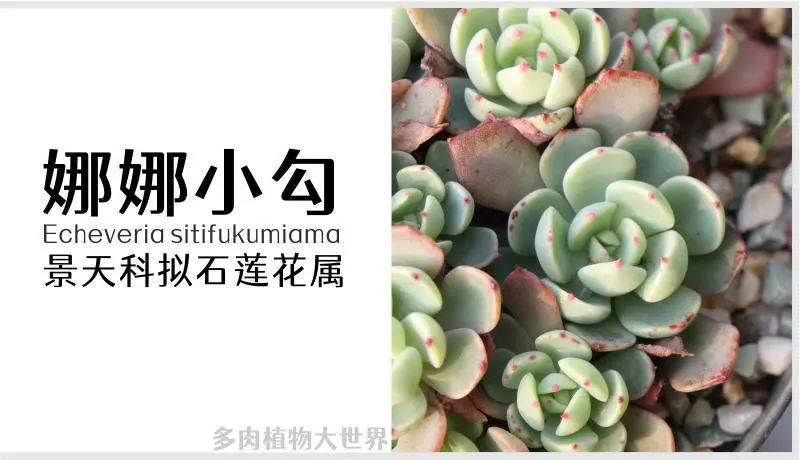 多肉　食べると健康になる石連花♪ 多肉 食べると健康になる石連花♪