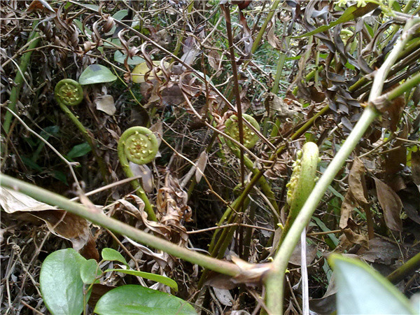 野菜|素有“雪果山珍”之称，3月常吃野菜，却饱受争议，如今只能入药