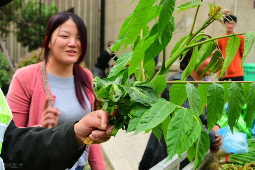 香椿芽|春天吃春菜，“香椿”和“臭椿”要分清楚，差别很大，可别摘错了