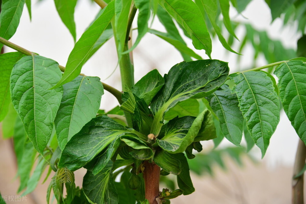 春天吃春菜香椿和臭椿要分清楚差别很大可别摘错了