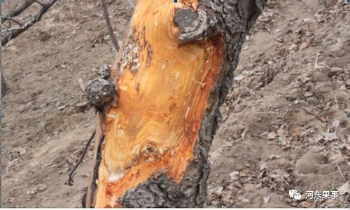 果树|果树修剪琐事多，换头刮皮拉枝要做好