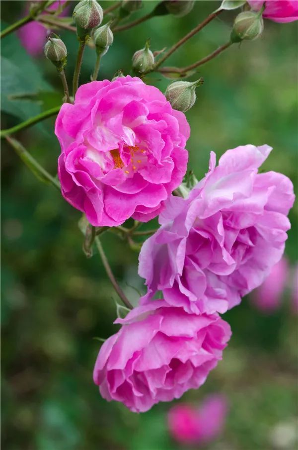 打开腾讯新闻,查看更多图片 >点击下方音乐,聆听最美经典《蔷薇色的