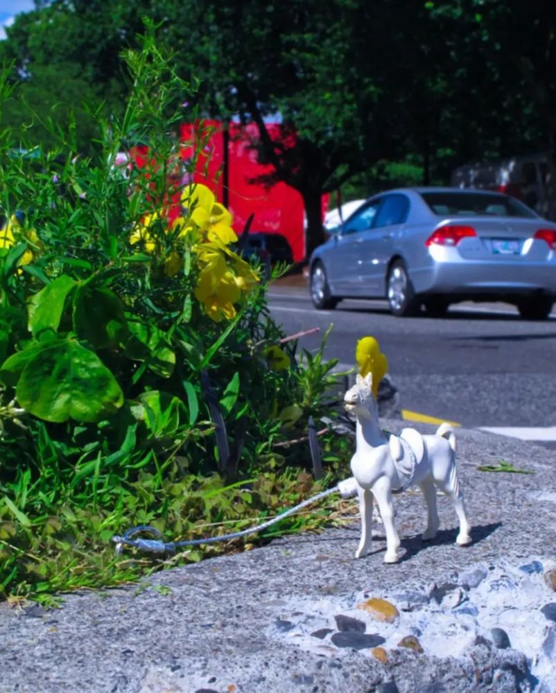 世界上最小公园小到只能种下一棵树40年被偷了上百次