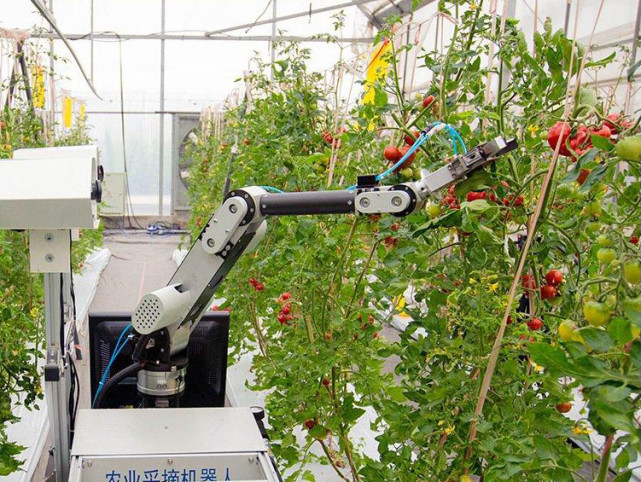 黄花菜采摘机器人图片