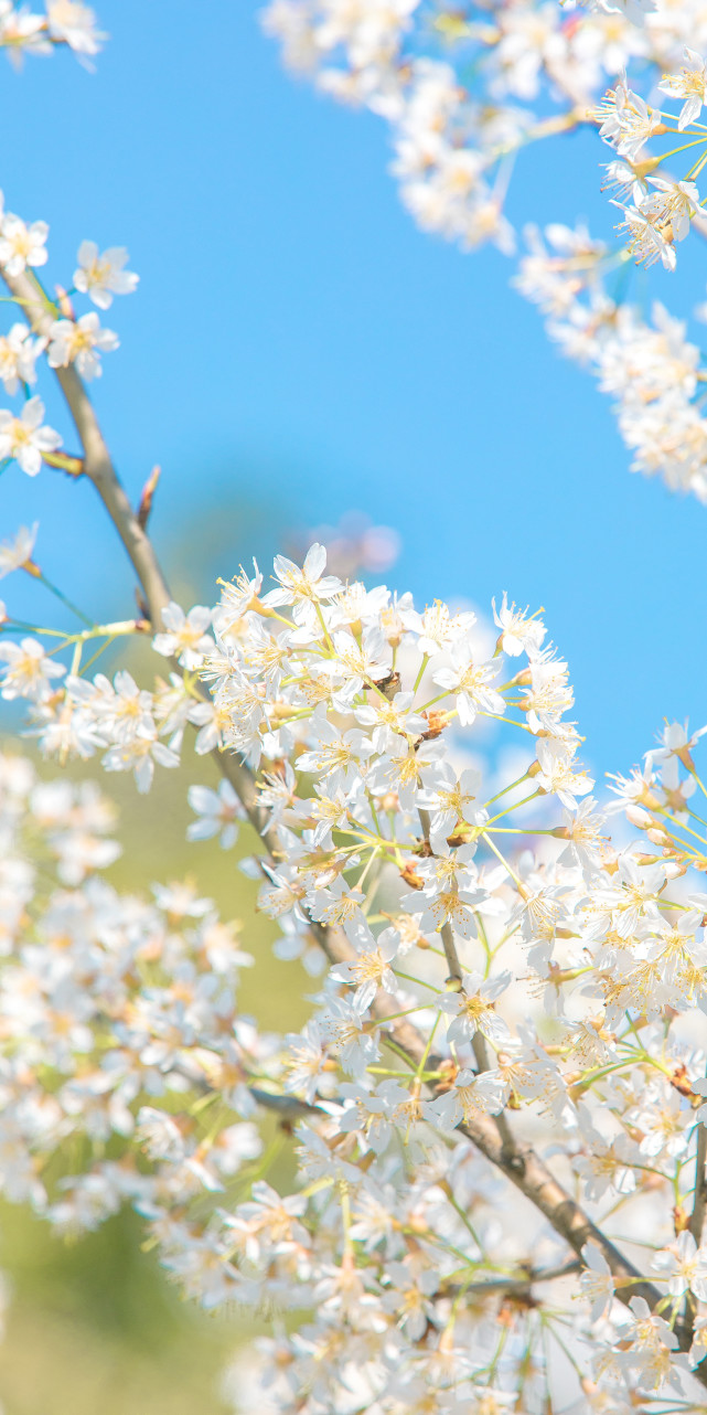 壁纸 满屏都是春