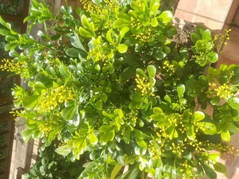 春天养太阳花猛晒太阳才开花扦插特好活