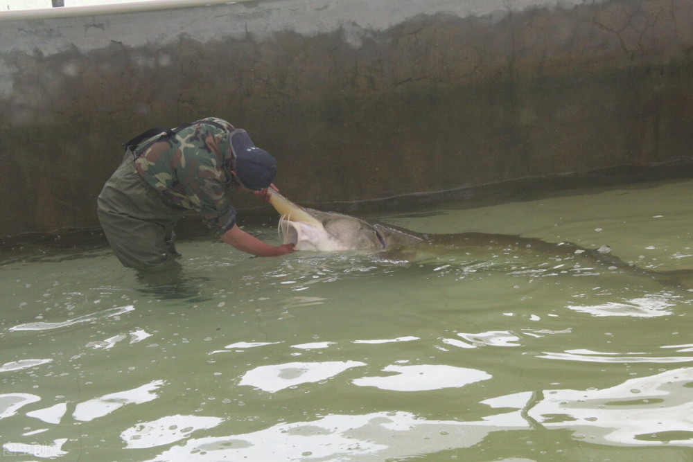 达氏鳇|黑龙江水族之王，可重达1吨的达氏鳇，为何如今野外却很难见到