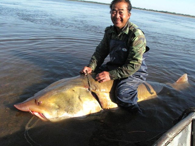 达氏鳇|黑龙江水族之王，可重达1吨的达氏鳇，为何如今野外却很难见到