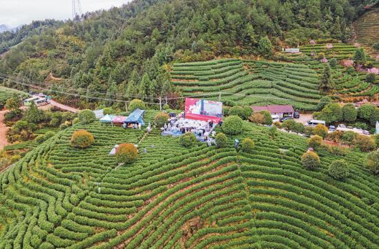 近日,丽水市莲都区大港头镇北埠杨山村茶园茶香四溢"国际茶日·大使