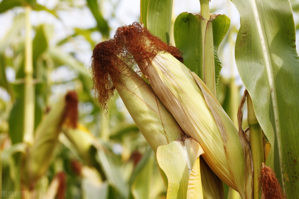 玉米|糖尿病人能吃玉米吗？这么好的主食当然可以吃！