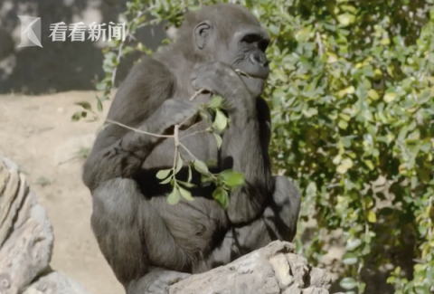 全球首批美国动物园9只大猩猩接种新冠疫苗