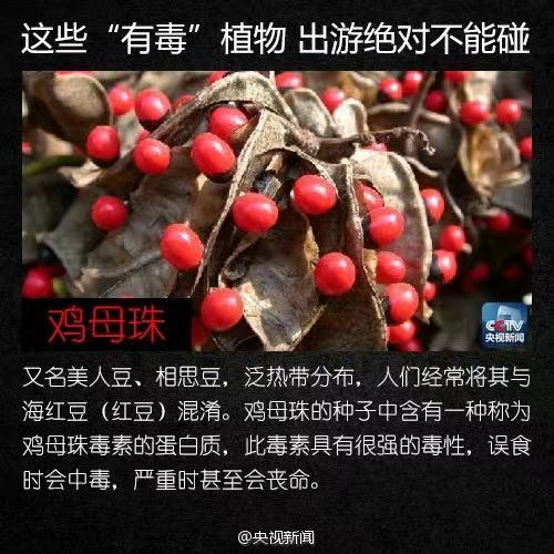 而言之5,保留毒蘑菇样本,食用过的剩余蘑菇,应留存检验,查明中毒原因