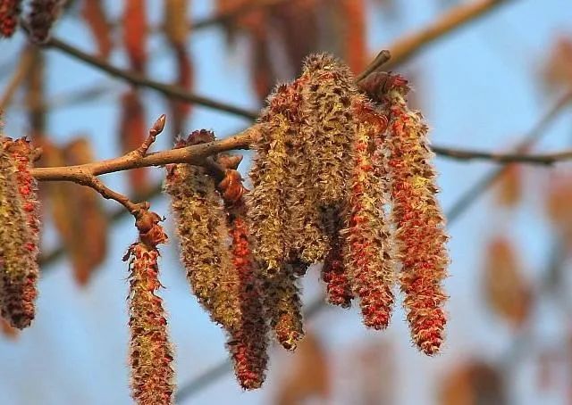 有!"杨树搭了儿","杨树吊儿"好吧.