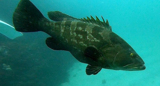 济州岛民都很难品尝到的最高级生鱼片"东洋鲈"