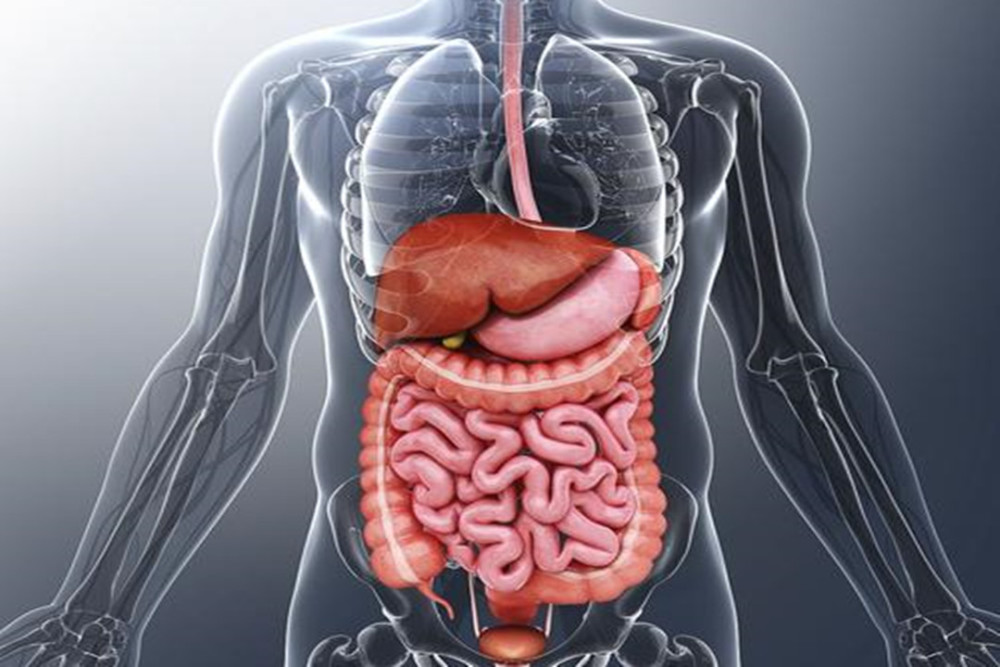 急性腹痛主要表现为各种急发性炎症疼痛以及器官扭转或破裂,撕裂伤痛.