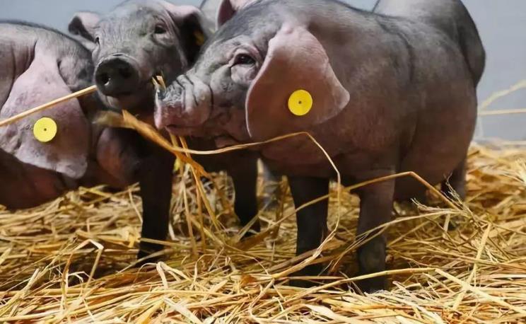 华为"养猪"的后续,高管正式表态,华为选择了一个不同的方向