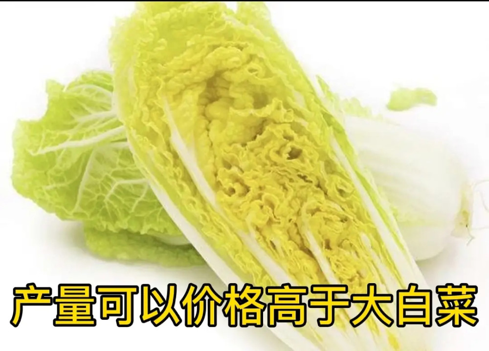 如何在露地栽培出高产量 低成本 利润高的娃娃小白菜呢 腾讯新闻
