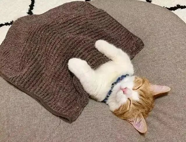 小橘猫躺着睡觉,跟个小孩子似的,主人给小橘猫盖被子
