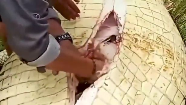 印尼男孩河边游泳被鳄鱼吞入腹中,父亲拼命搏击,剖腹画面曝光_腾讯