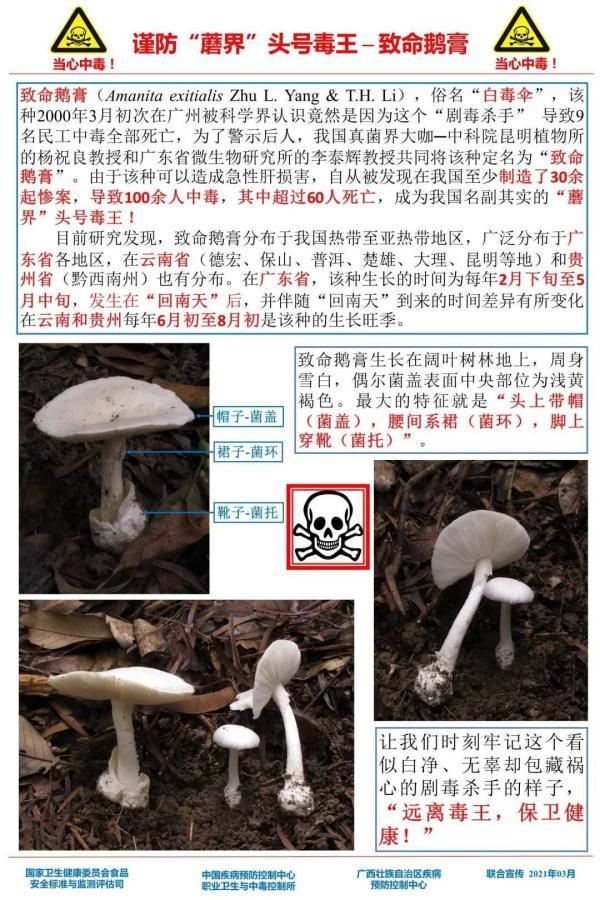 蘑菇|去年广西297人被毒蘑菇放倒，“夺命”蘑菇高发季千万别乱采！