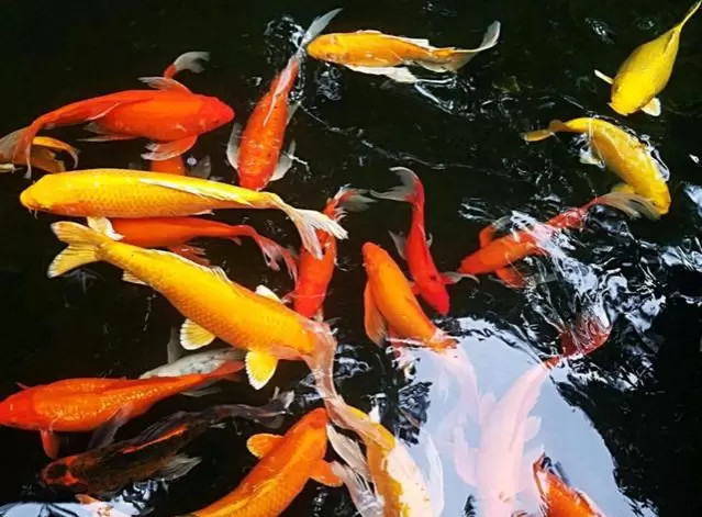 老人的勤俭持家男子偷5万元锦鲤晒成小鱼干被捕后满脸无辜