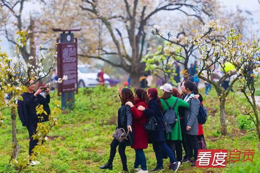 春风来 梨花开 快来古寨赏花哟 腾讯新闻