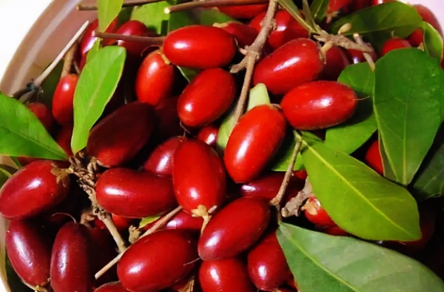 它被称为神秘果一斤500元曾是国宝级珍稀植物你吃过吗