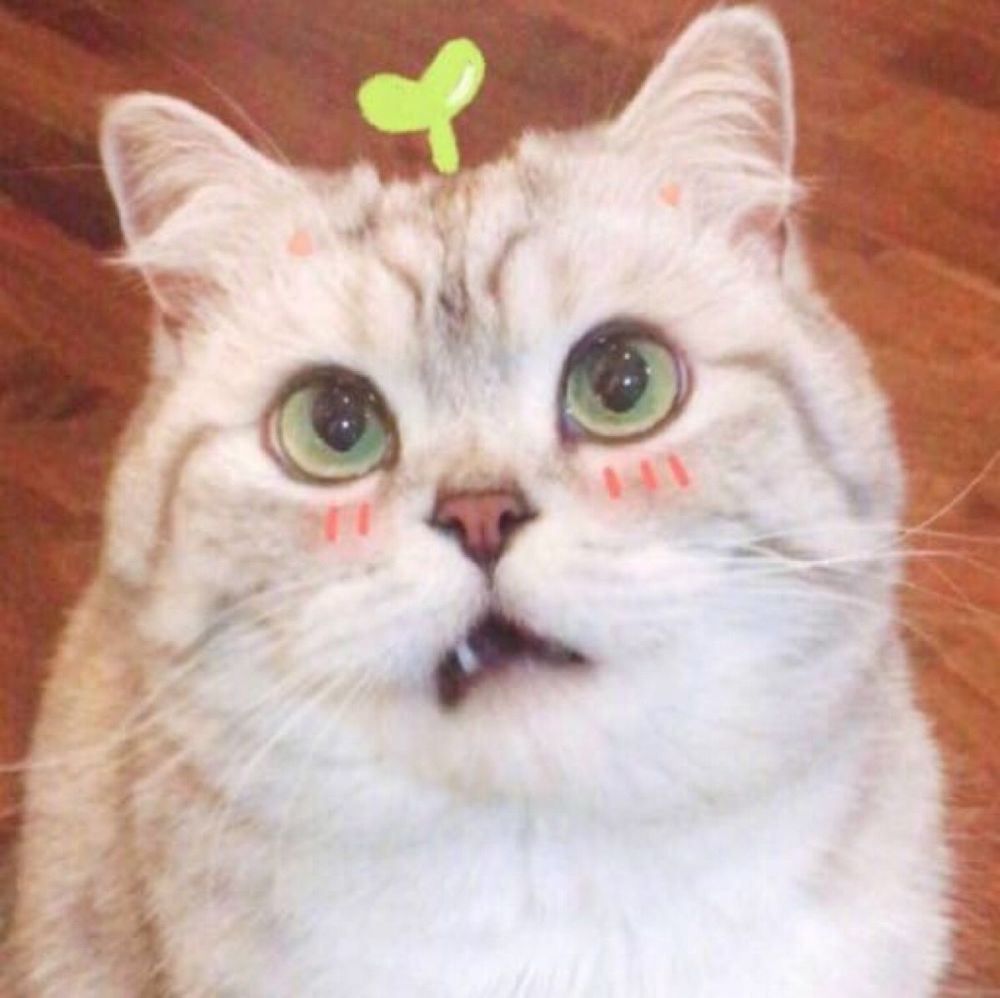 可爱猫咪小头像