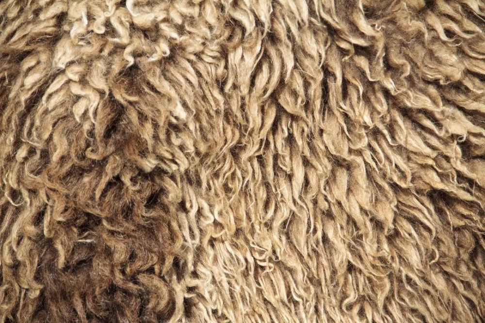 麝牛|嫌我臭？我可是用大熊猫换来的！