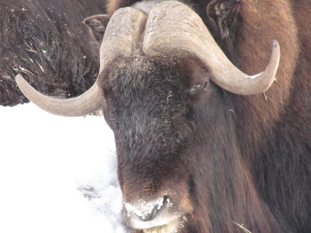 麝牛|嫌我臭？我可是用大熊猫换来的！