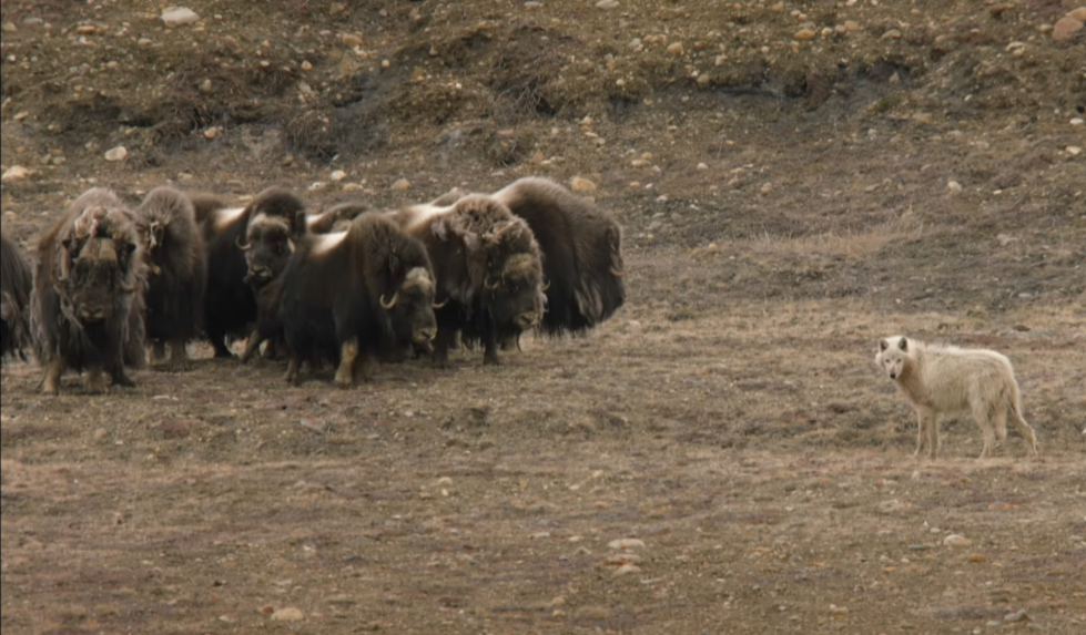 麝牛|嫌我臭？我可是用大熊猫换来的！