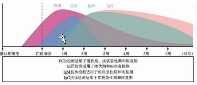 疫苗接种|新冠病毒感染或接种疫苗后，血清IgM和IgG抗体的变化及应用