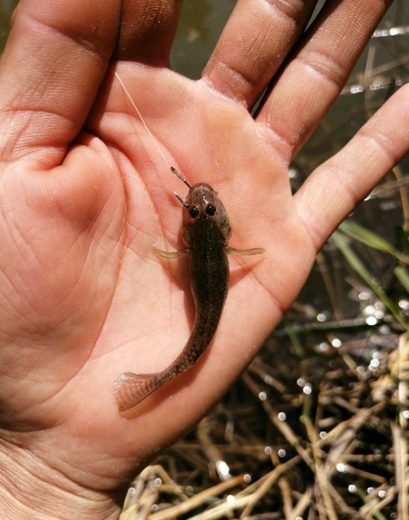 不过,这些虾虎鱼有个共同特征:基本长不大,但繁殖很快,水质好的水库