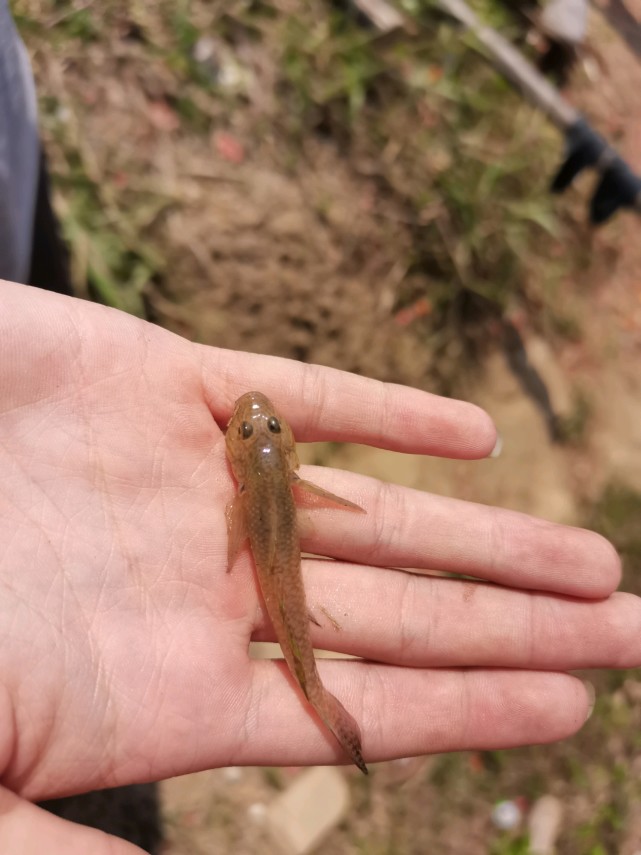 疯狂的沙里趴气温回升后河道里到处都是钓鱼人烦不胜烦
