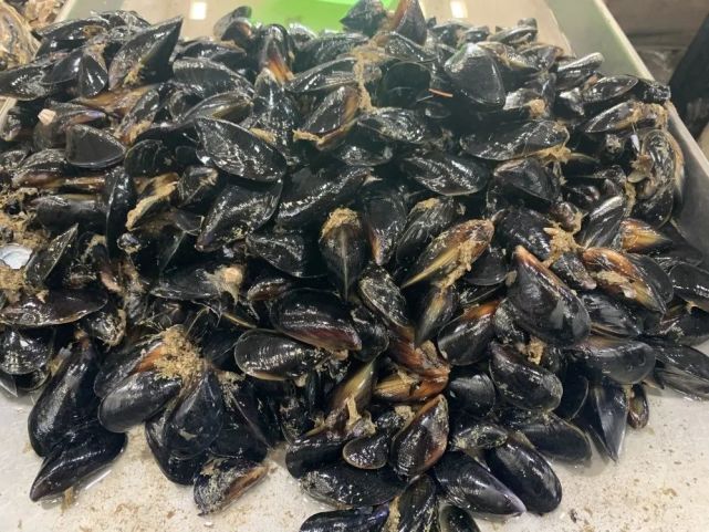 龙口早春海鲜来啦!十块钱能买一大盆,看看吃啥?