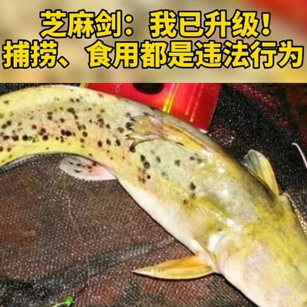 被吃成保護魚類的芝麻劍連釣魚人也怕了違規垂釣將被重罰