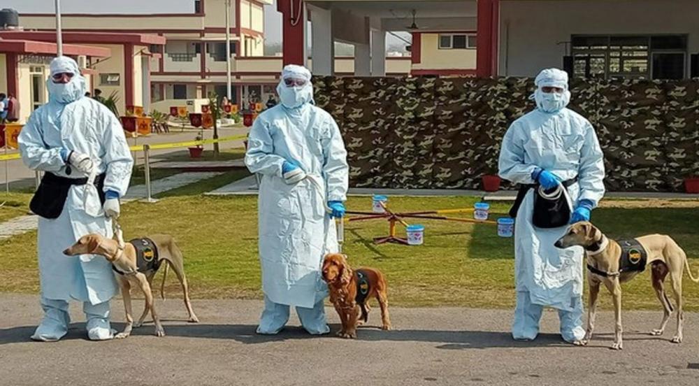 印度_军事|印度为了抗疫费尽脑汁！训练军犬探测新冠病毒，号称准确率达95％