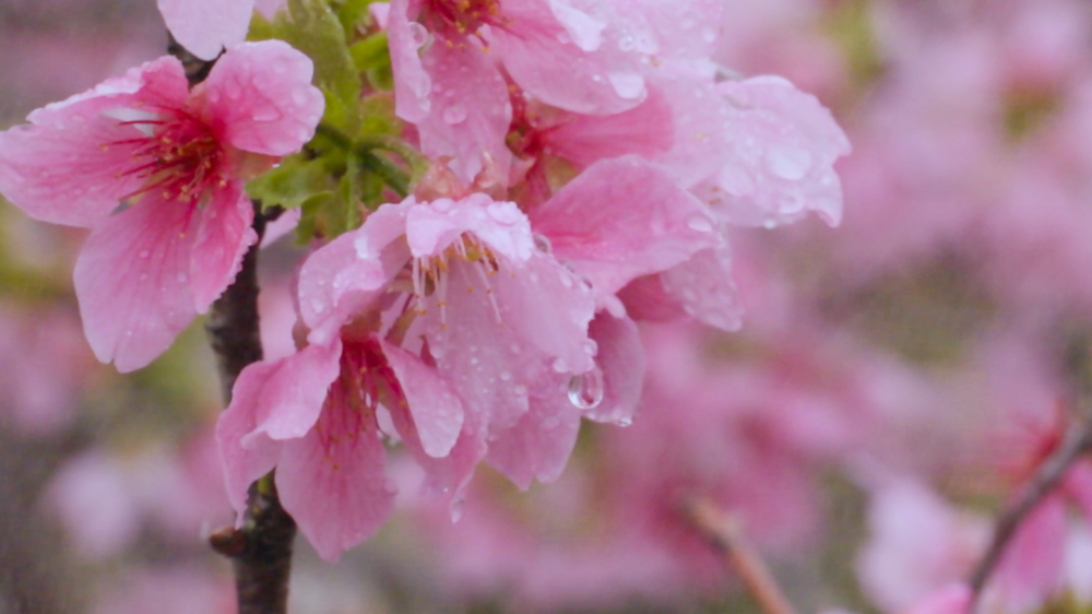 广州的回南天我被这场樱花雨治愈了