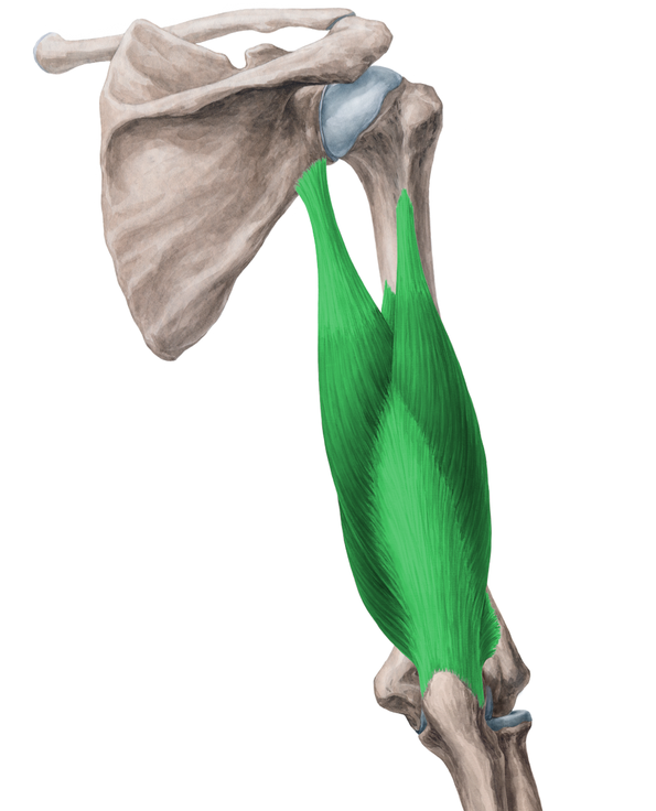 伸肘受限的关键肌——肱三头肌