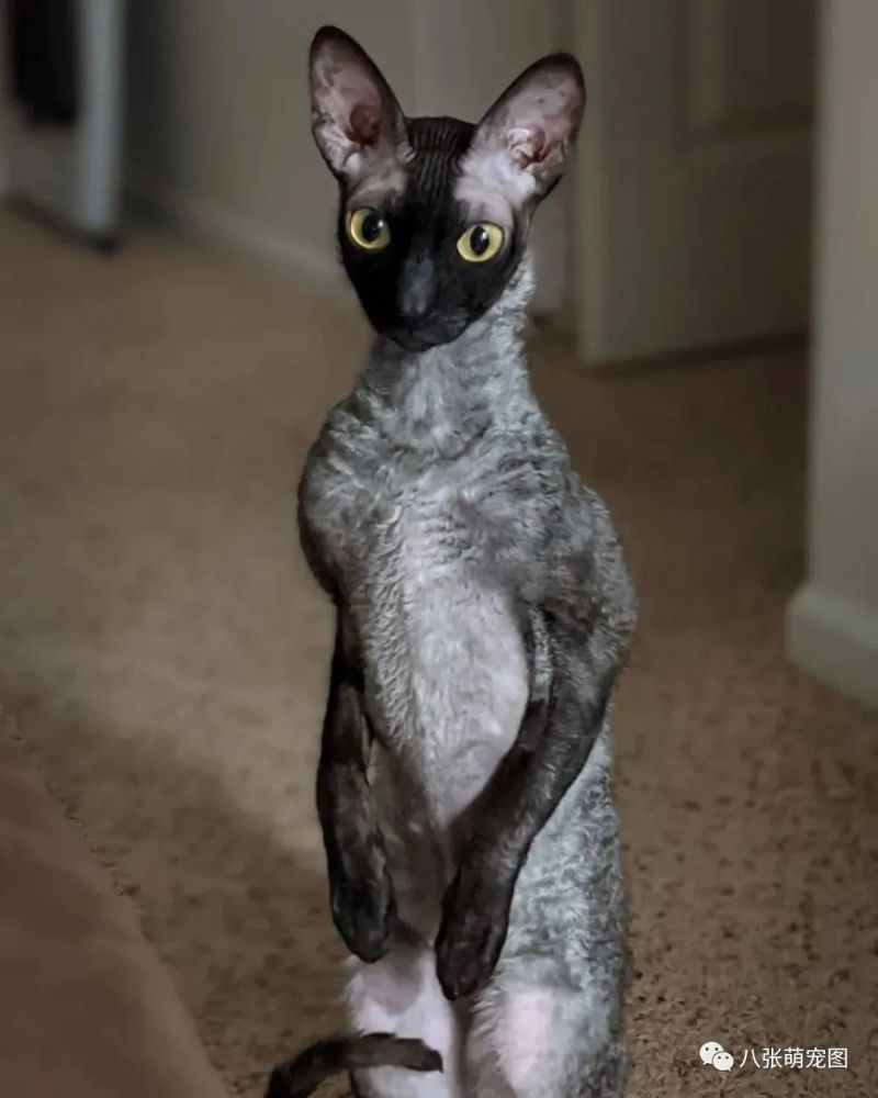 猫长得太奇怪主人收到古怪信息它是恶魔快关起来